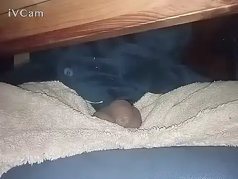 Bigdick666cm online show from 03.06.25