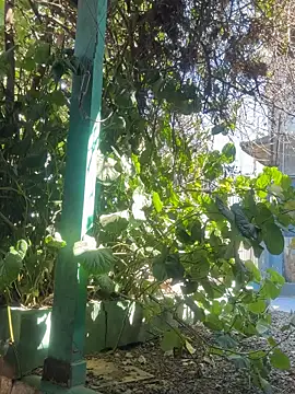 Snapshot of sofy_alone chatting on 09.09.25 sofy alone online show from 09.09.25