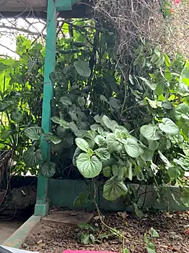 Snapshot of sofy_alone chatting on 10.17.25 sofy alone online show from 10.17.25