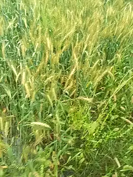 FinableKnee online show from 03.29.26