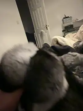 Furdale online show from 02.06.26