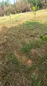 Snapshot of Gopal1243 chatting on 02.11.25 Gopal1243 online show from 02.11.25