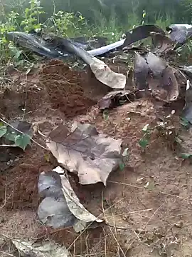 Snapshot of Gopal1243 chatting on 02.20.25 Gopal1243 online show from 02.20.25