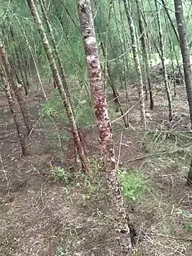 Snapshot of Gopal1243 chatting on 10.19.25 Gopal1243 online show from 10.19.25