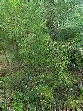 Snapshot of Gopal1243 chatting on 10.21.25 Gopal1243 online show from 10.21.25