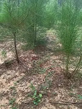 Snapshot of Gopal1243 chatting on 11.24.25 Gopal1243 online show from 11.24.25