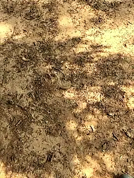 Snapshot of Gopal1243 chatting on 11.26.25 Gopal1243 online show from 11.26.25