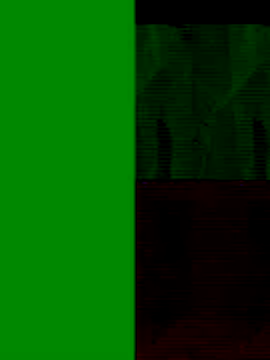 GeilerSchweizer online show from 11.25.25