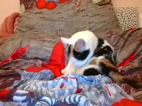 Snapshot of RealLittleRedRidingHood chatting on 11.17.25 RealLittleRedRidingHood online show from 11.17.25