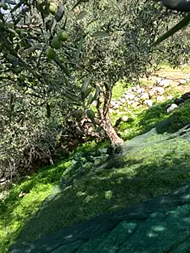 VictoriaMiami online show from 11.15.25