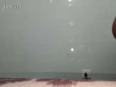 Snapshot of Stormward chatting on 02.24.25 Stormward online show from 02.24.25